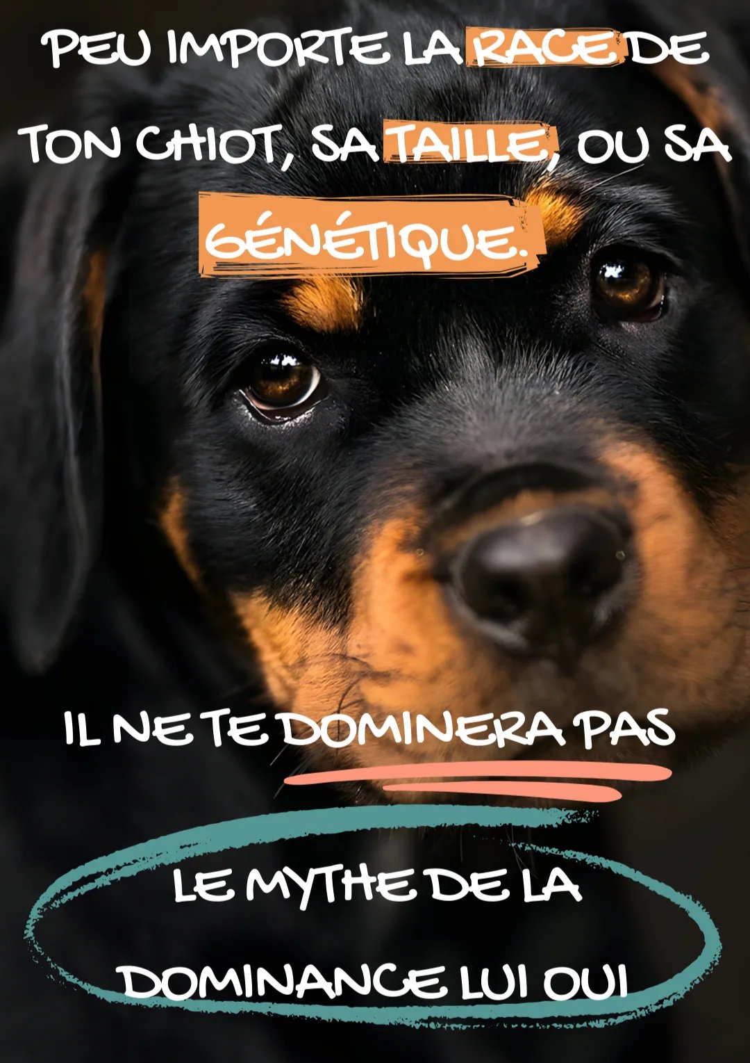Portrait d'un chiot Rottweiler expliquant que la race ou la génétique ne justifie pas le mythe de la dominance canine totalement réfuté aujourd'hui