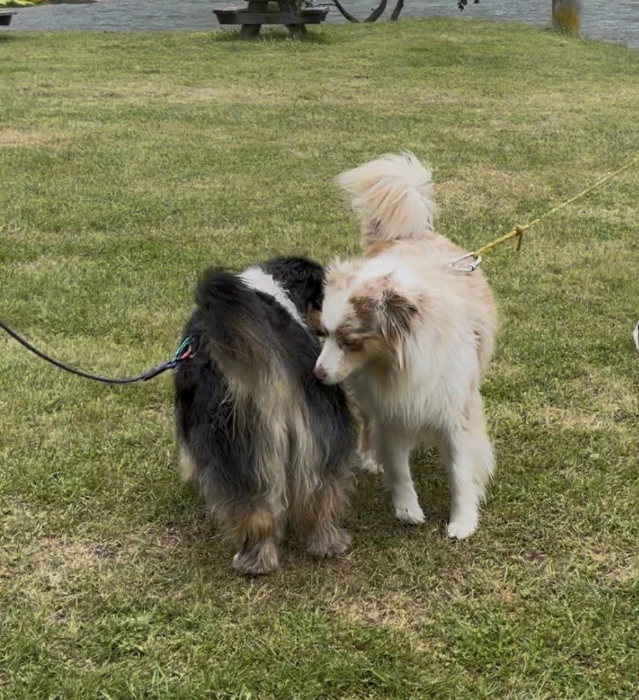 Deux chiens font connaissance dans l’herbe