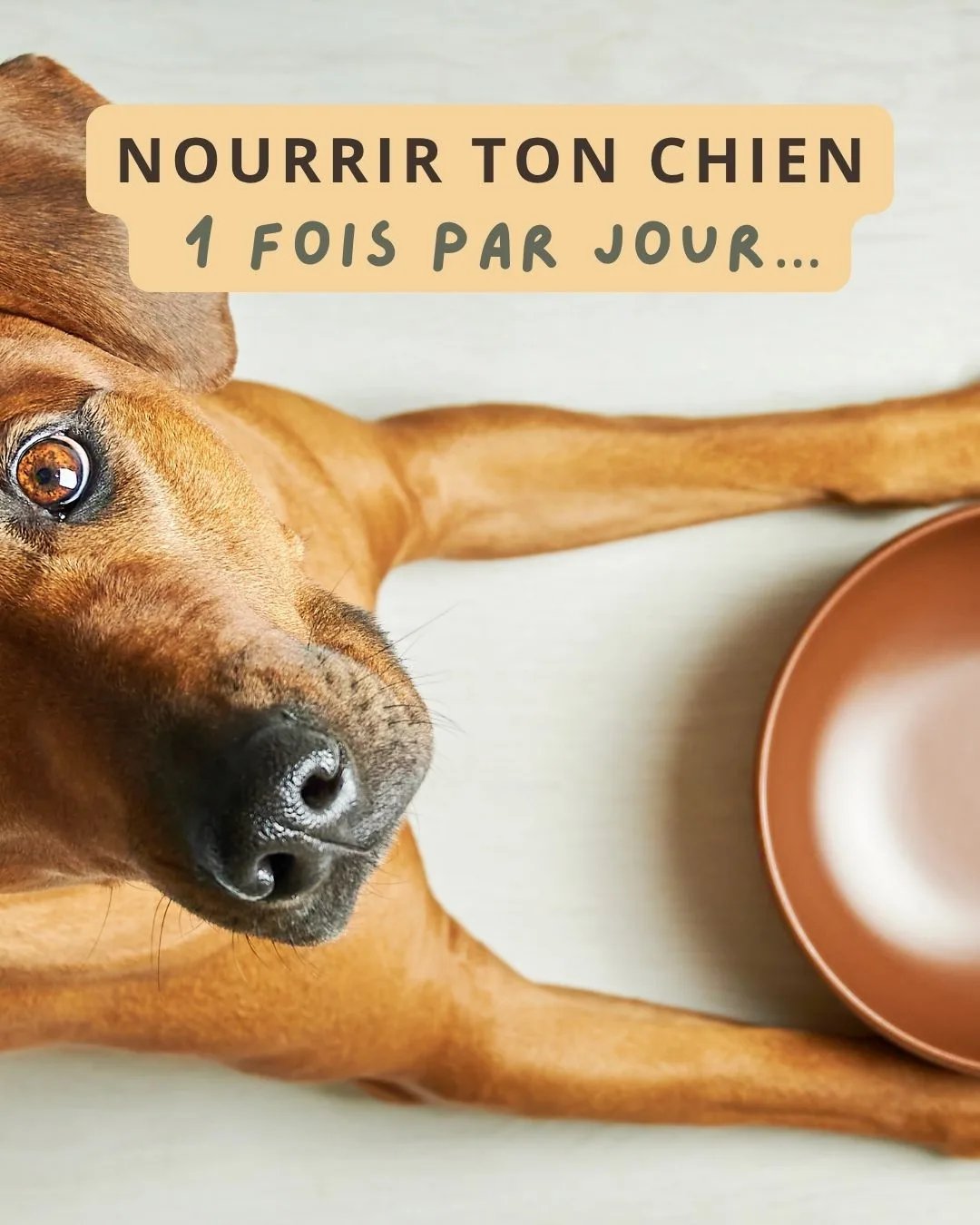 Nourrir son chien une fois par jour : une habitude à questionner.