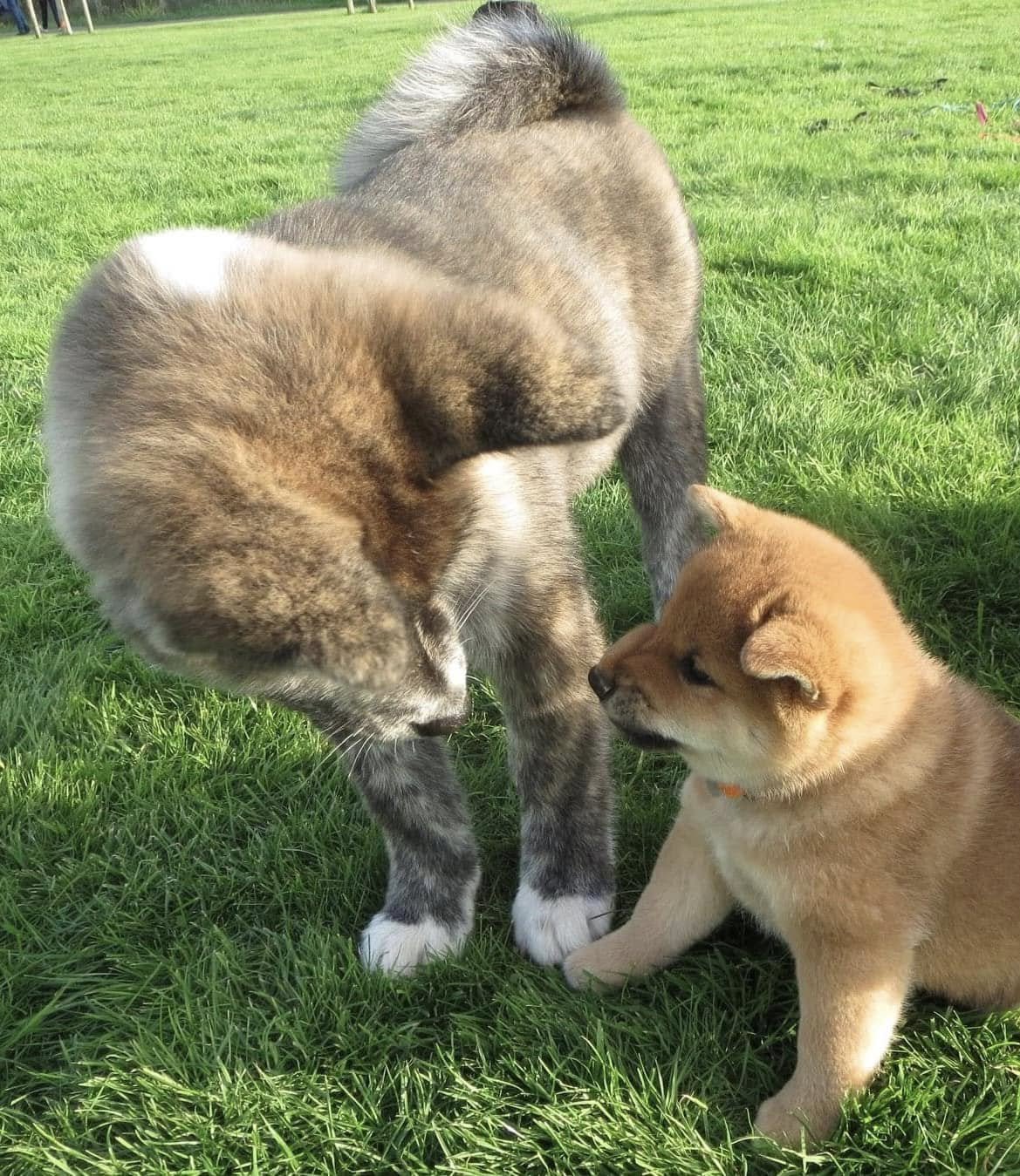 Un chien adulte et un chiot se rencontrent dans l’herbe