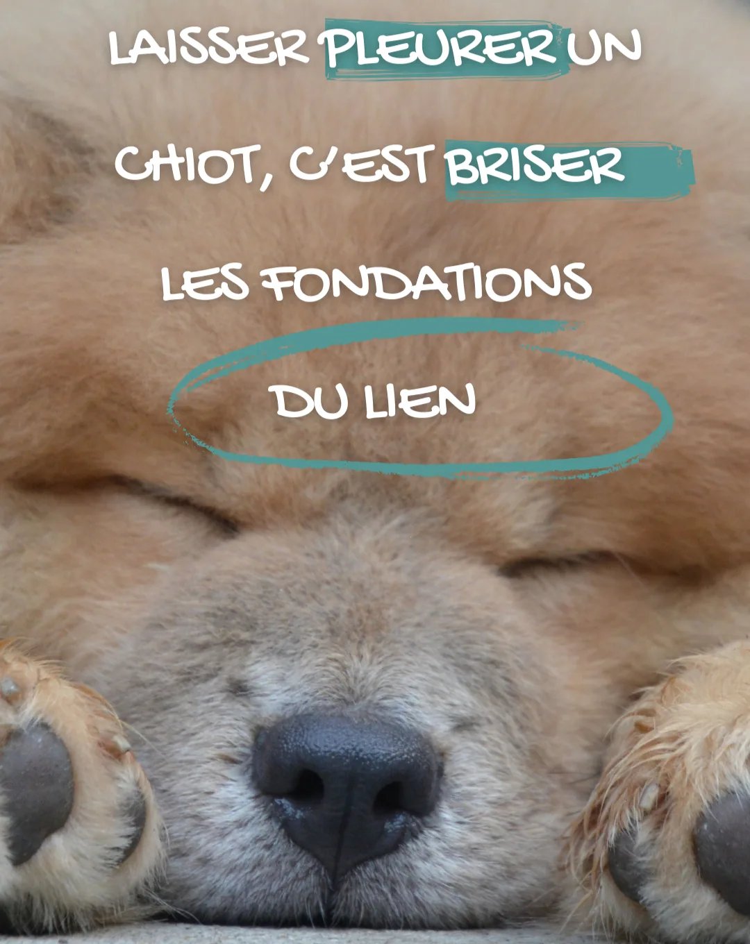 Chiot à poils longs dormant paisiblement illustrant l'importance de ne pas laisser pleurer un chiot pour préserver le lien d'attachement.