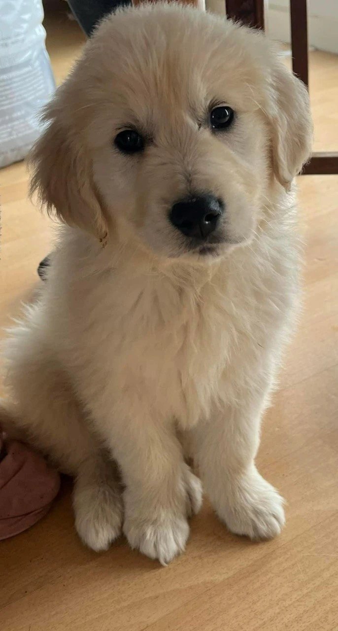 Un chiot pendant ses premières semaines