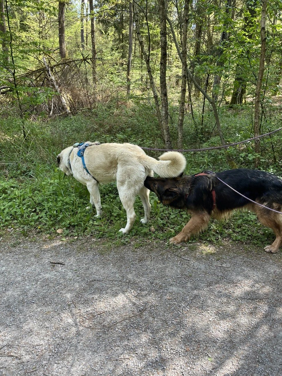 Deux chiens explorent les odeurs au bord d’un chemin forestier
