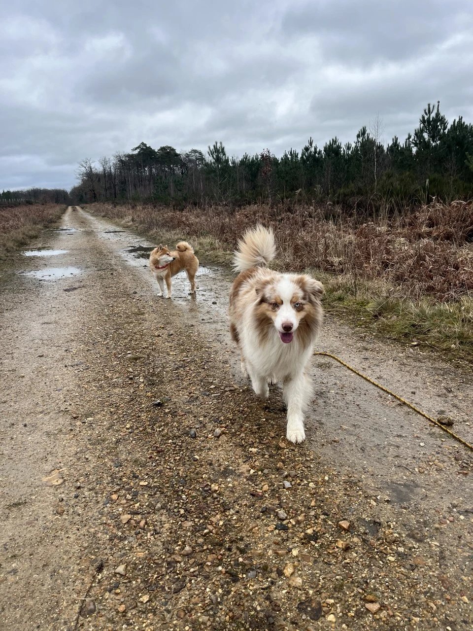 Des chiens avancent ensemble sur un large chemin