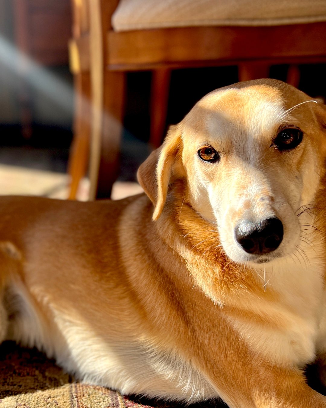 Chien roux et blanc installé à la maison