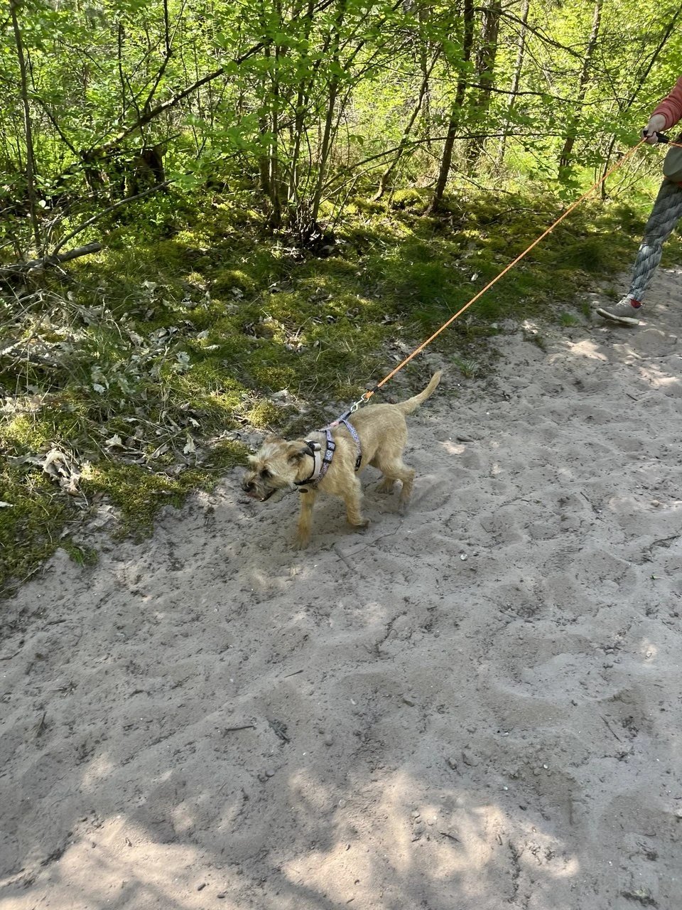 Des chiens découvrent un sentier en forêt