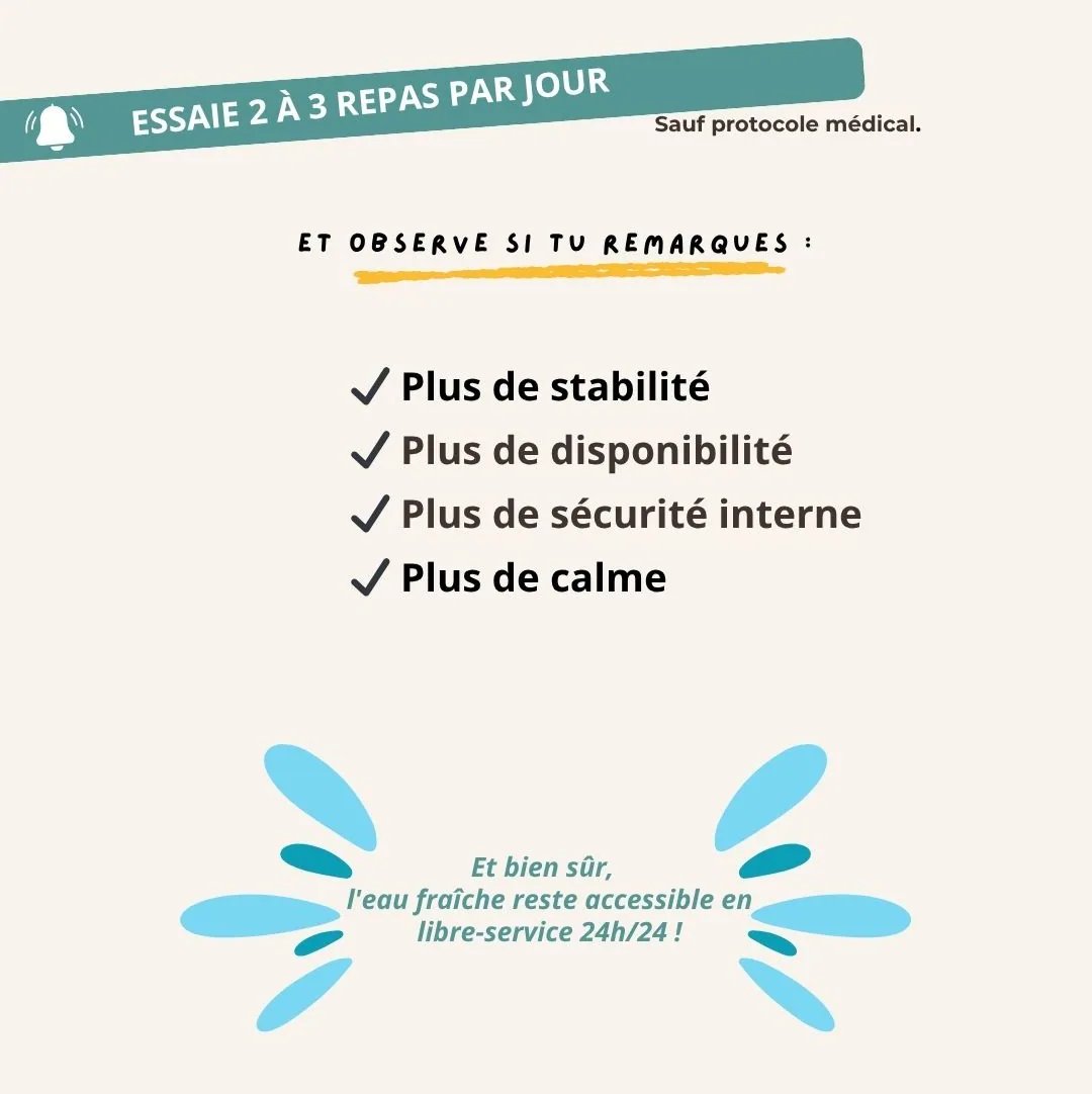 Illustration de l’article « Nourrir son chien une fois par jour : une habitude à questionner »