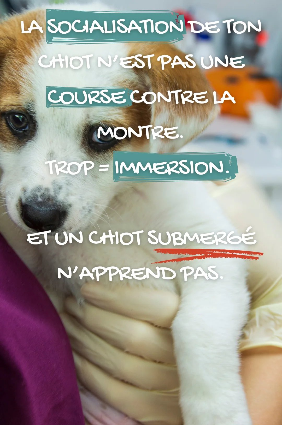 Chiot porté dans les bras montrant des signes d'inquiétude pour illustrer le risque d'immersion lors de la socialisation.