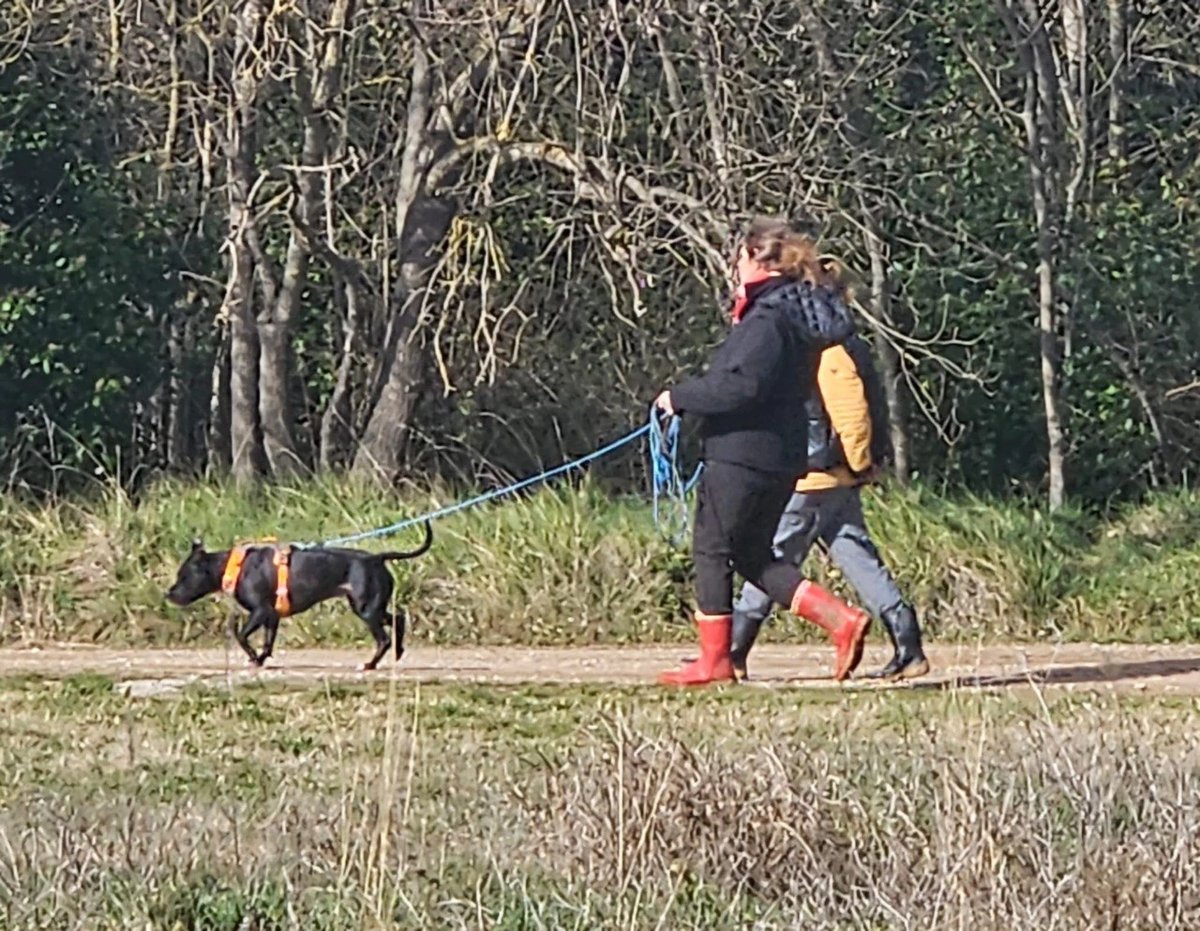 Promenade avec des chiens en longe en bordure de forêt