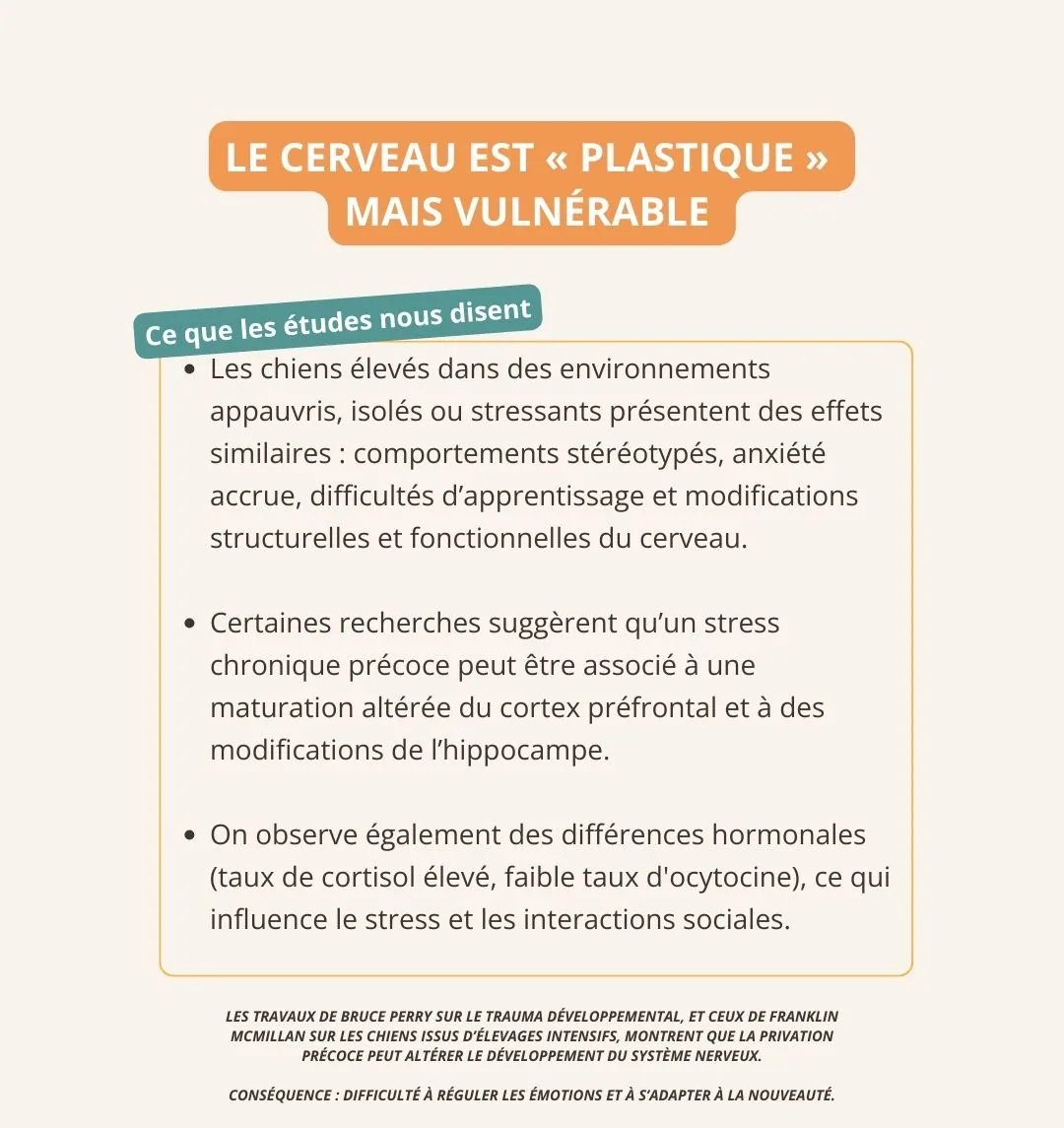 Ce que nous disent les études. Le stress chronique précoce modifie la structure du cerveau (cortex préfrontal, hippocampe) et l'équilibre hormonal (taux de cortisol élevé, faible ocytocine). Résultat : une difficulté réelle à réguler ses émotions et à s'adapter à la nouveauté.