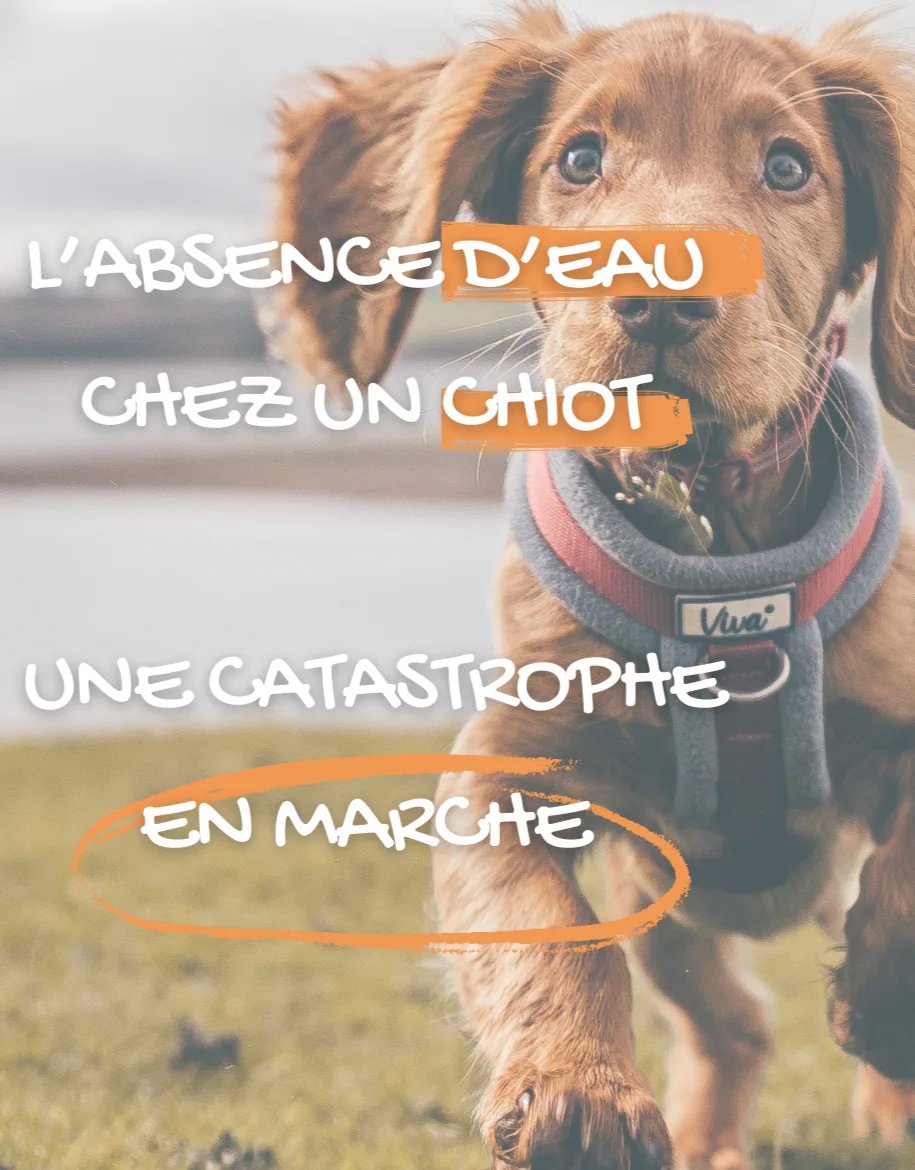 Chiot roux courant dans l'herbe illustrant l'importance de l'accès à l'eau pour le développement du chiot.