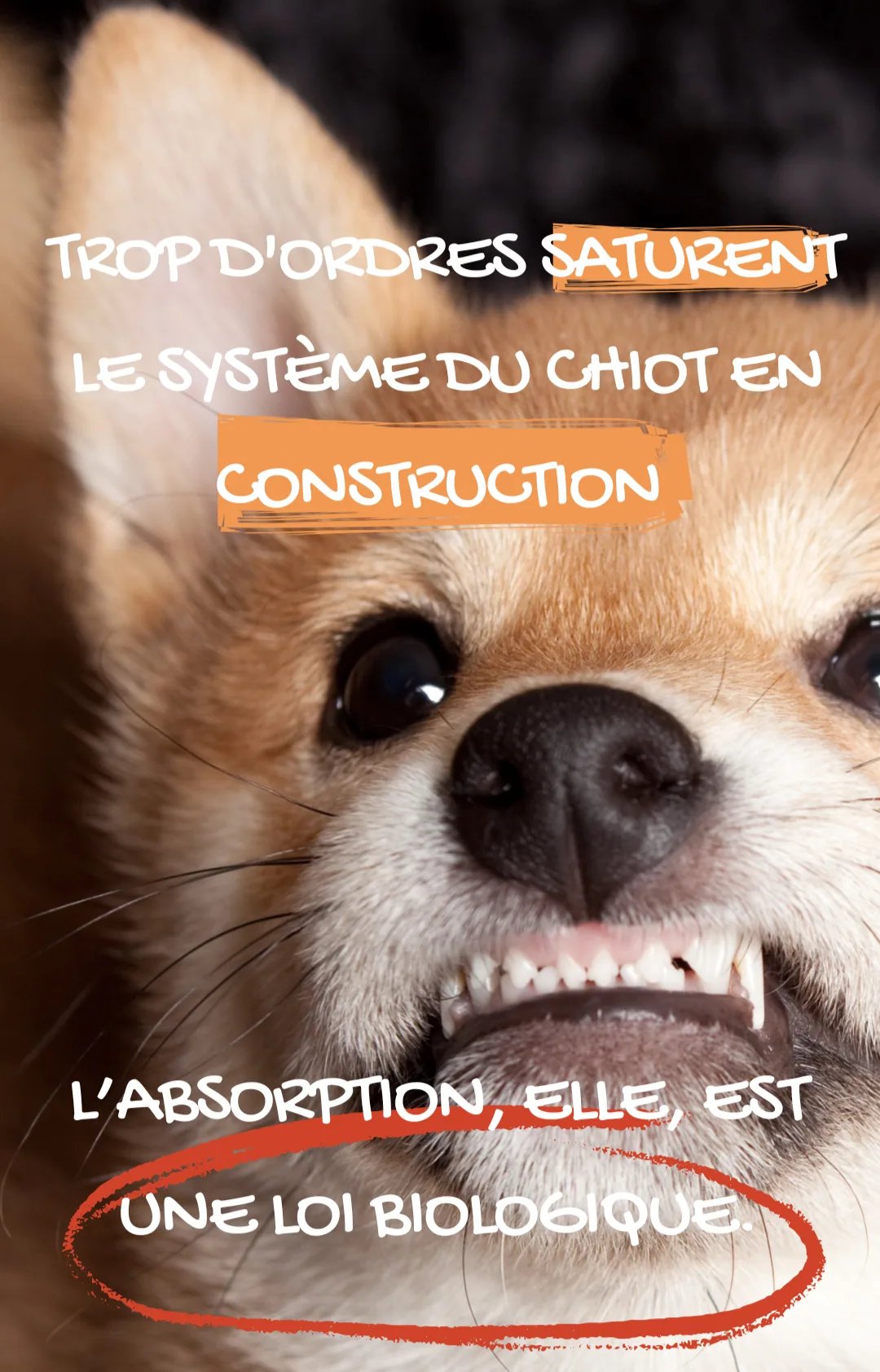 Illustration de l’article « Les clés d'un chiot bien dans ses pattes »